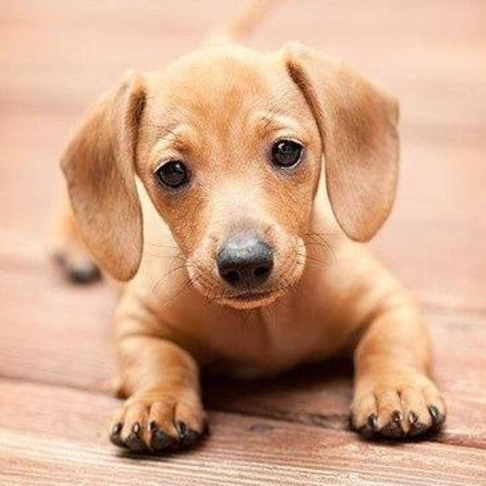 Meet your Posher, Suszanne